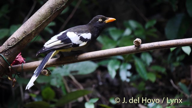 White-winged Magpie (Black-tailed) - ML201474111