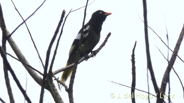 White-winged Magpie (Black-tailed) - ML201474121
