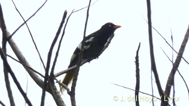 White-winged Magpie (Black-tailed) - ML201474131
