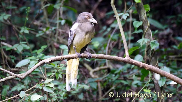 White-winged Magpie (Black-tailed) - ML201474141