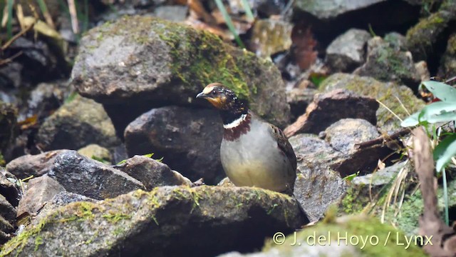 White-necklaced Partridge - ML201474151
