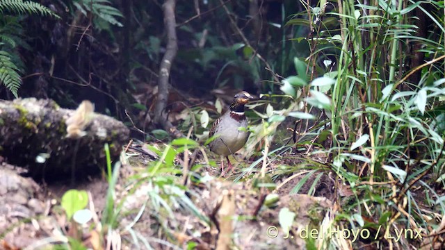 White-necklaced Partridge - ML201474161