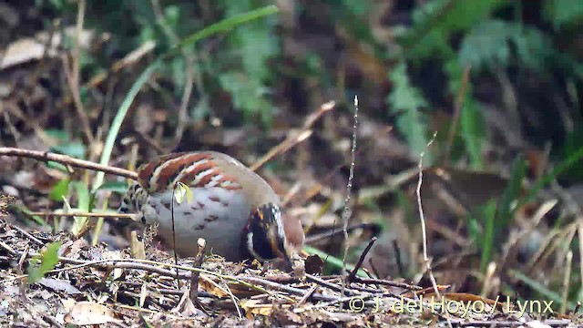 White-necklaced Partridge - ML201474171