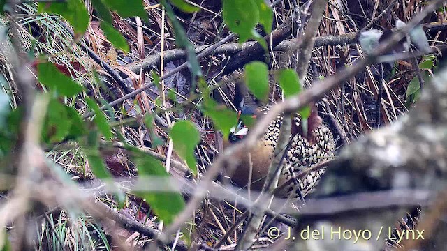 Cabot's Tragopan - ML201474221