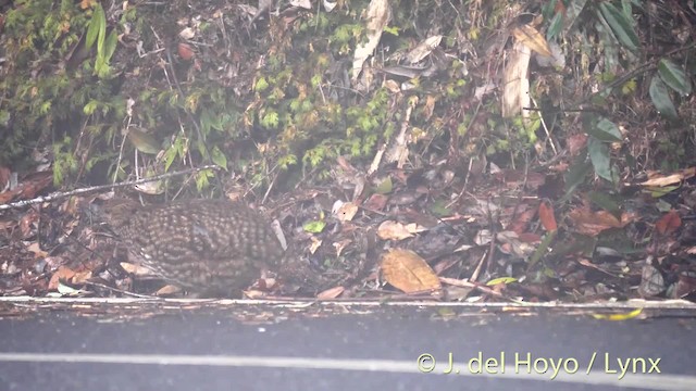 Cabot's Tragopan - ML201474251