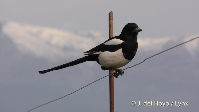 Eurasian Magpie (Iberian) - ML201474271