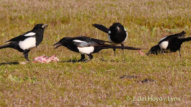 Eurasian Magpie (Iberian) - ML201474281