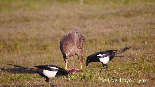 Eurasian Magpie (Iberian) - ML201474291