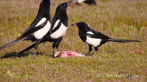 pica pica melanotos Eurasian Magpie (Iberian) - Pica pica melanotos