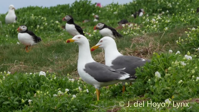 ニシセグロカモメ（graellsii） - ML201474311