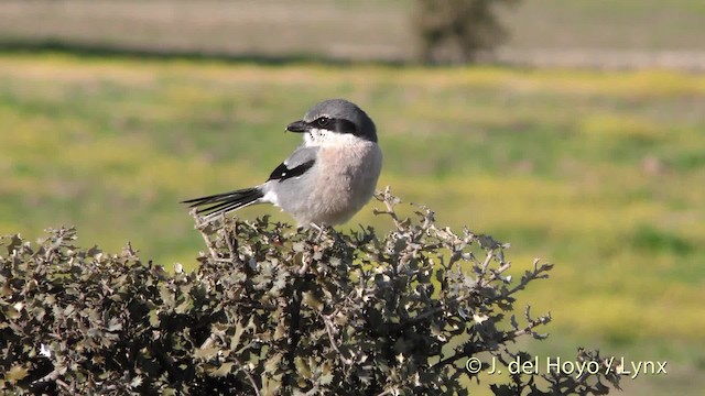 Iberian Gray Shrike - ML201474391