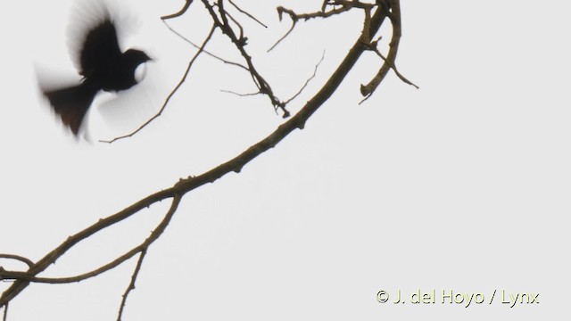 Velvet-mantled Drongo (Fanti) - ML201474461