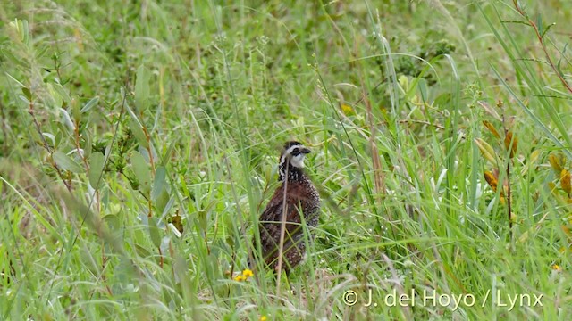 křepel virginský [skupina virginianus] - ML201474491