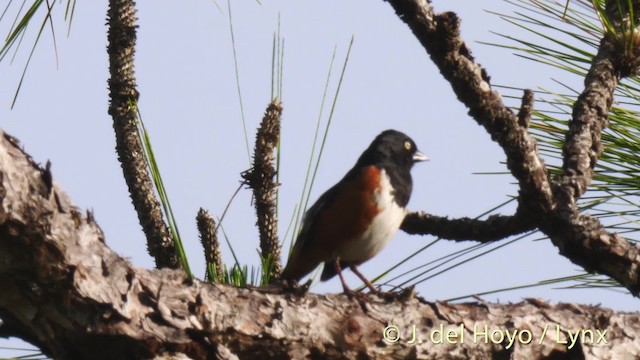 Eastern Towhee (White-eyed) - ML201474541