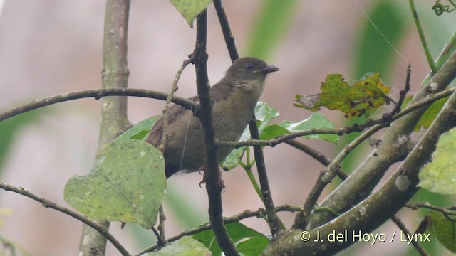 Little Greenbul - ML201474551