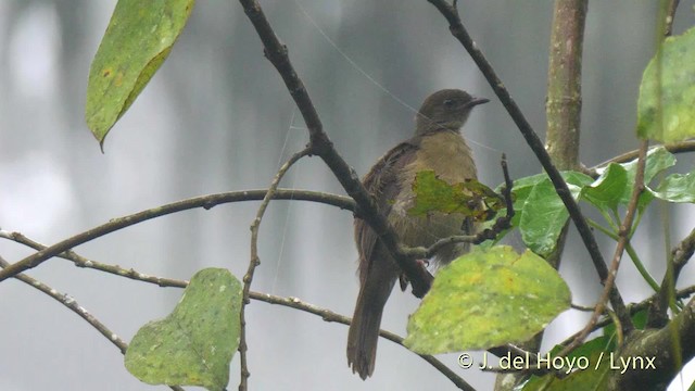 Little Greenbul - ML201474561