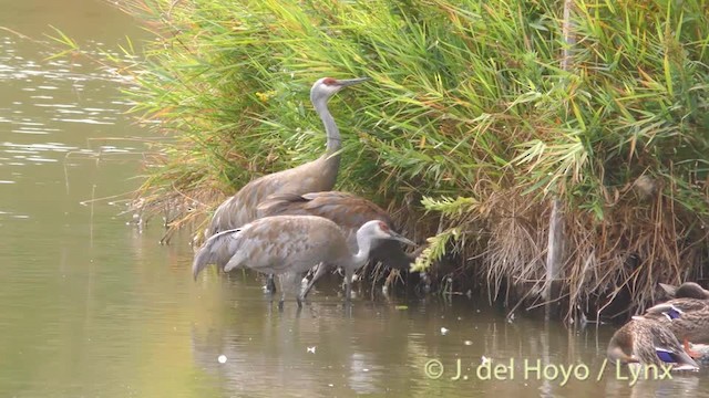 Sandhill Crane (tabida/rowani) - ML201474591