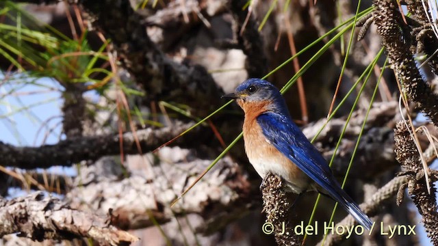 Eastern Bluebird (Eastern) - ML201474601