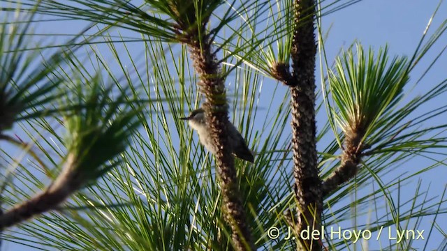 Brown-headed Nuthatch - ML201474611