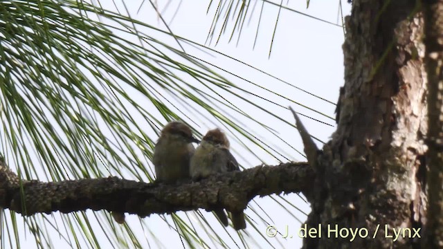 Brown-headed Nuthatch - ML201474621