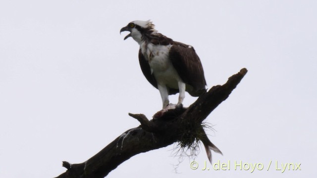 Osprey (carolinensis) - ML201474631