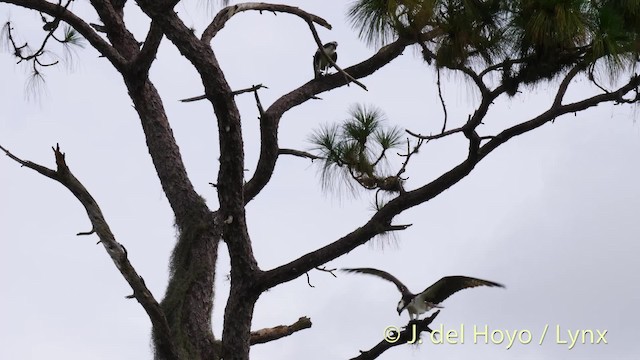 Águila Pescadora (carolinensis) - ML201474641