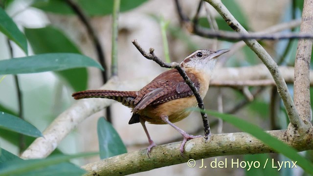 Carolina Wren (Northern) - ML201474681