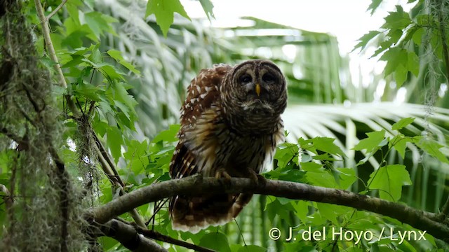 Barred Owl - ML201474691