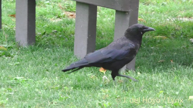 American Crow - ML201474711