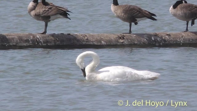 Cygne trompette - ML201474721