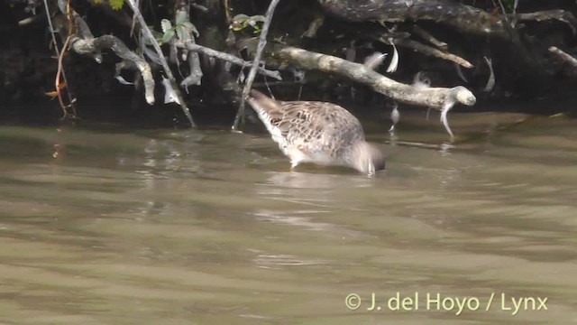 Bécassin à long bec - ML201474761