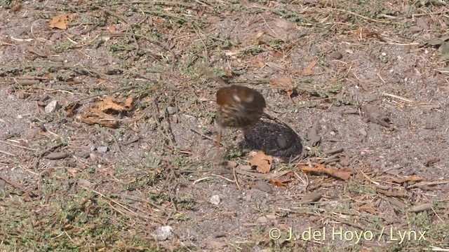 Song Sparrow (rufina Group) - ML201474771