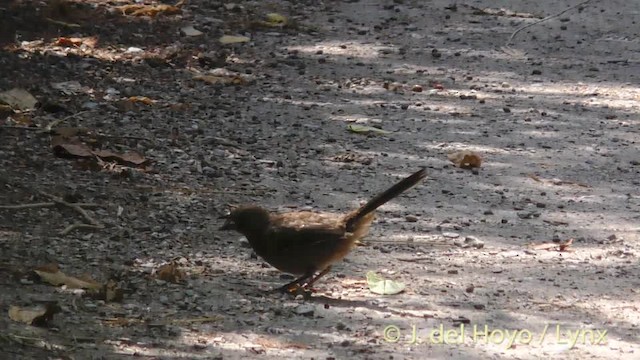 Spotted Towhee (oregonus Group) - ML201474781