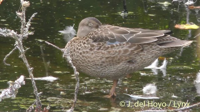 Sarcelle à ailes bleues - ML201474791