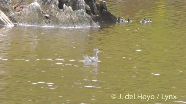 Greater Yellowlegs - ML201474801