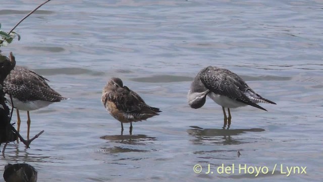 Greater Yellowlegs - ML201474811