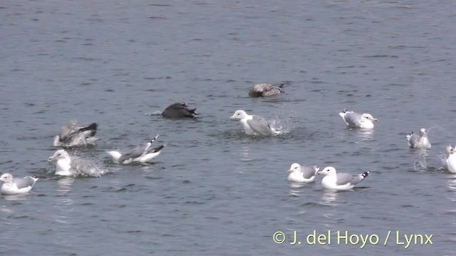 Goéland de Californie - ML201474851