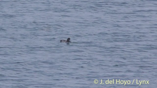 Morbaş Patka - ML201474881