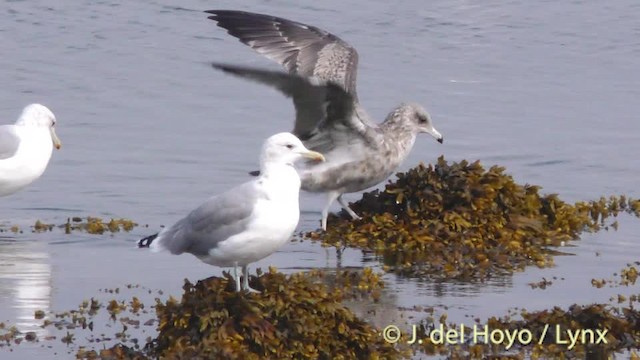 California Gull - ML201474891