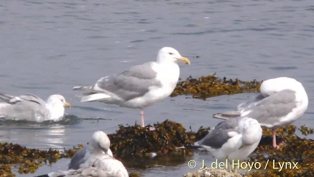 Glaucous-winged Gull - ML201474901