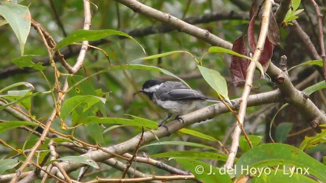 Black-capped Chickadee - ML201474961