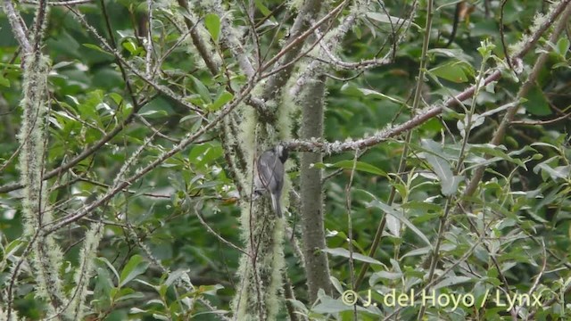 Black-capped Chickadee - ML201474971