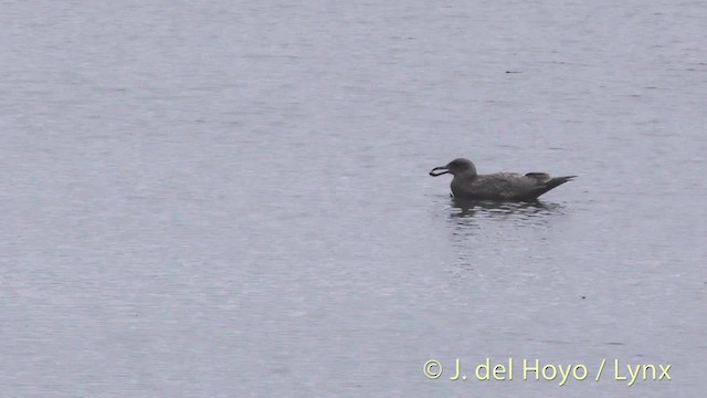 Goéland à ailes grises - ML201474991