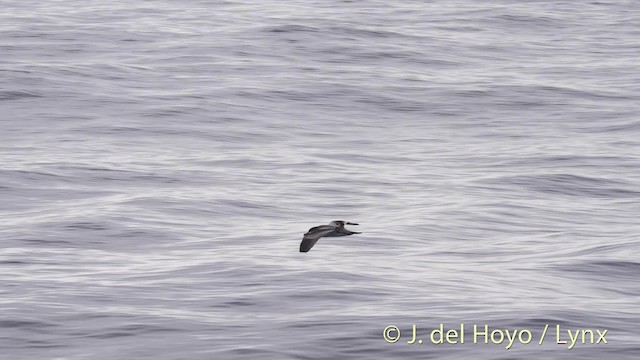 Buller's Shearwater - ML201475001