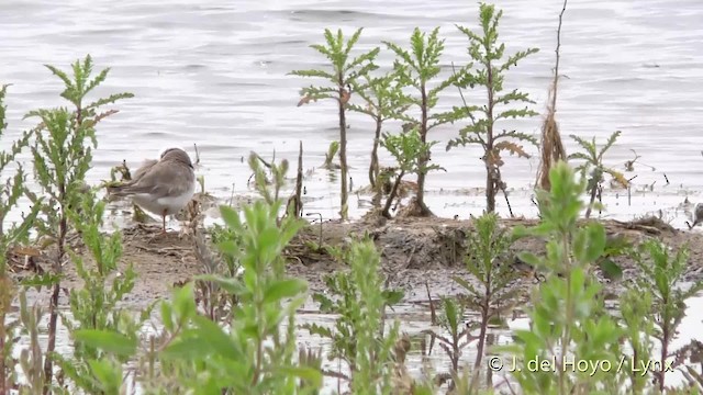 Common Ringed Plover - ML201475561