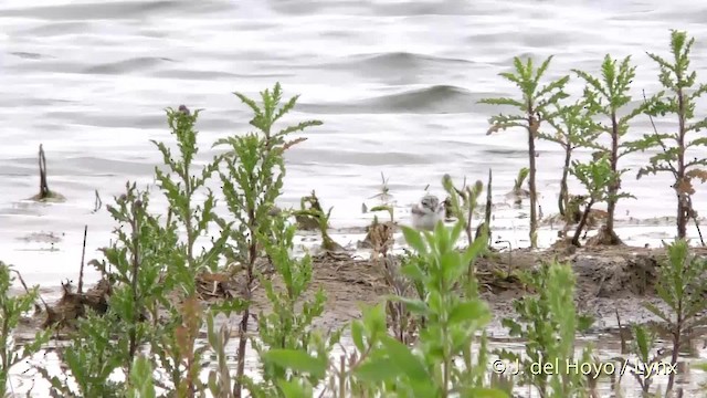 Common Ringed Plover - ML201475581