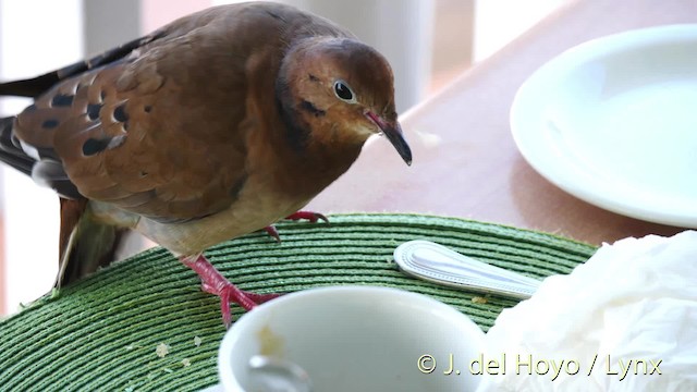 Zenaida Dove - ML201475601