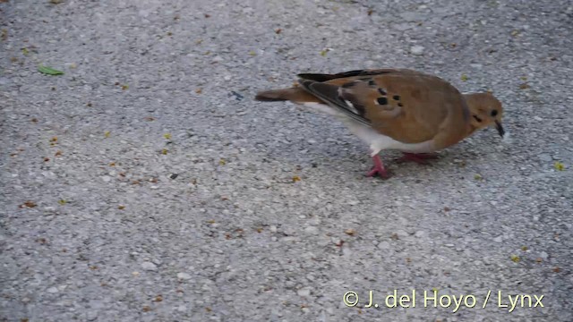 Zenaida Dove - ML201475611