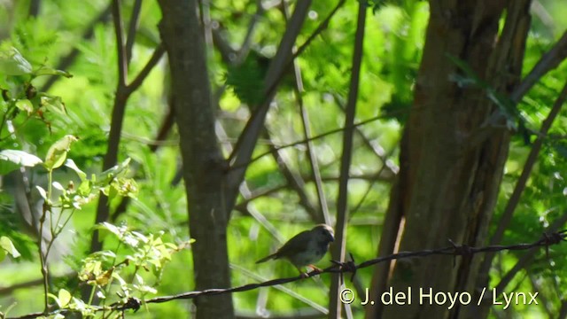 Lesser Antillean Bullfinch - ML201475671