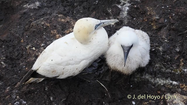 Northern Gannet - ML201475711